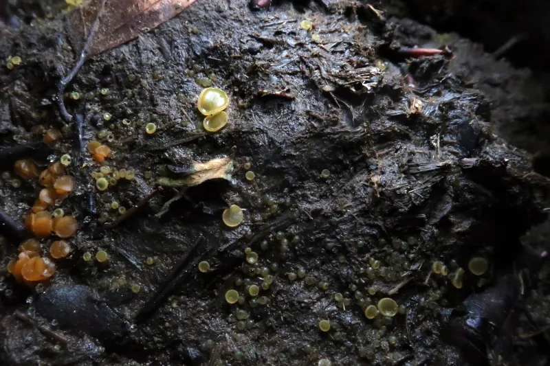 Ascobolus furfuraceus 1 - IMG_7103